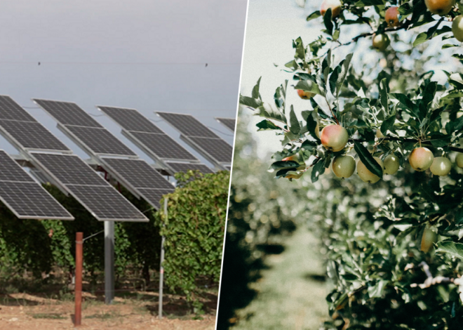 La sidra del País Vasco tendrá un aliado inesperado: la sombra de los paneles solares