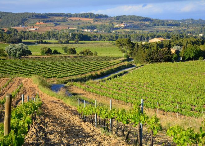 El vino español atraviesa una crisis existencial y para los productores el problema es sencillo: demasiado barato