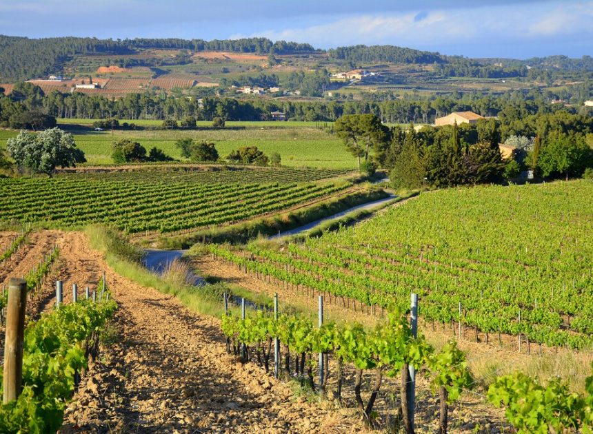 El vino español atraviesa una crisis existencial y para los productores el problema es sencillo: demasiado barato