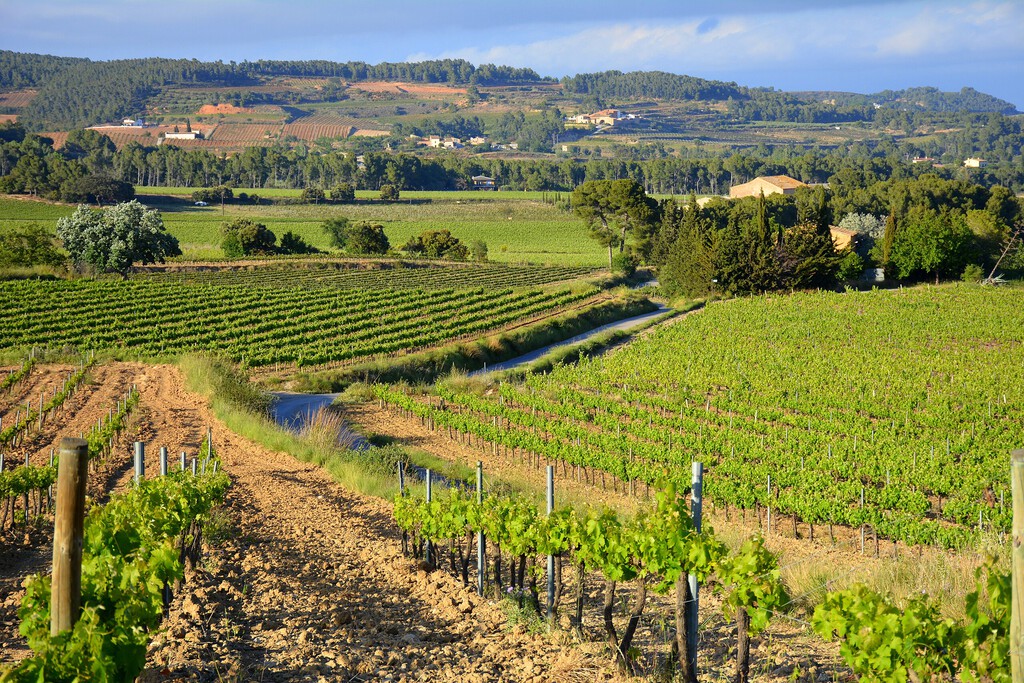 El vino español atraviesa una crisis existencial y para los productores el problema es sencillo: demasiado barato